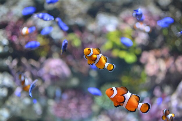 Close-up of fish swimming in sea