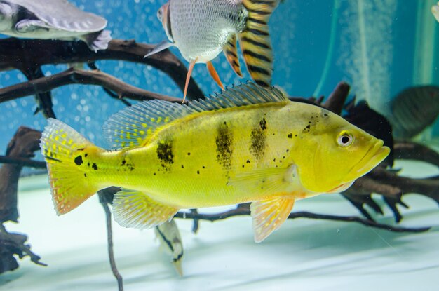 Photo close-up of fish swimming in sea