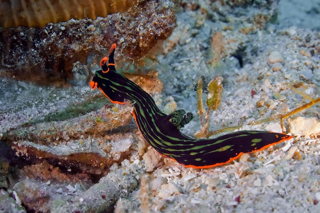 海で泳ぐ魚のクローズアップ