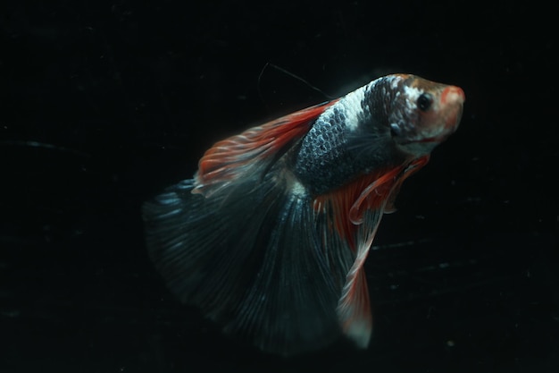 タンクで泳ぐ魚のクローズアップ