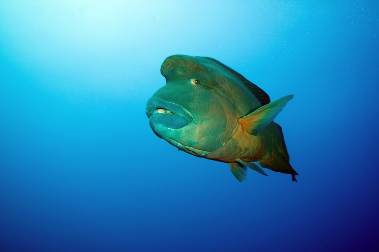 Photo close-up of fish swimming in undersea