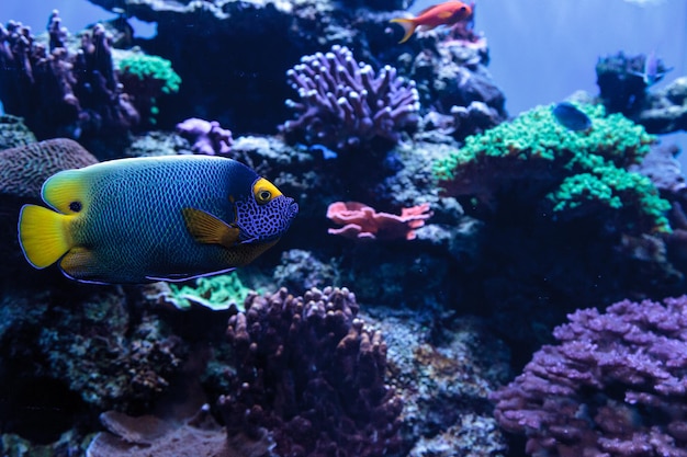 水中を泳ぐ魚のクローズアップ