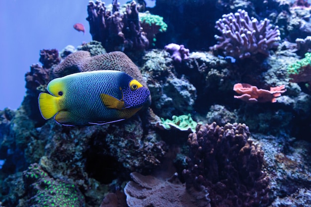 Close-up of fish swimming underwater