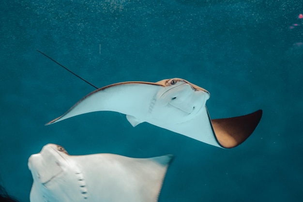 Photo close-up of fish swimming underwater