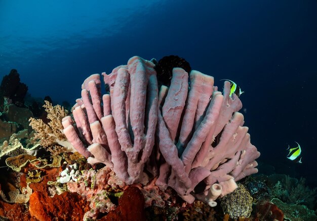 Foto prossimo piano di pesci che nuotano sott'acqua