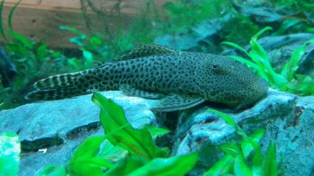 Close-up of fish swimming in water