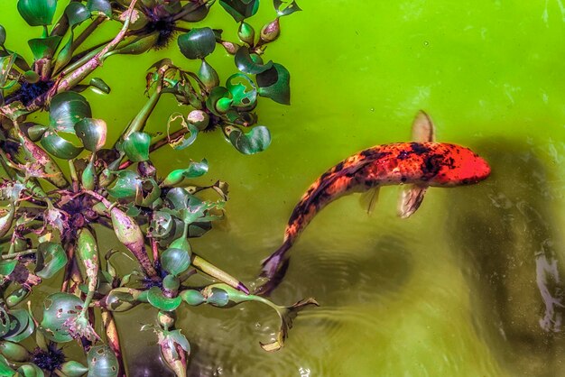 Close-up of fish swimming in water