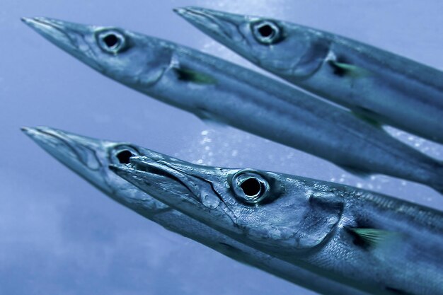 Photo close-up of fish swimming in water