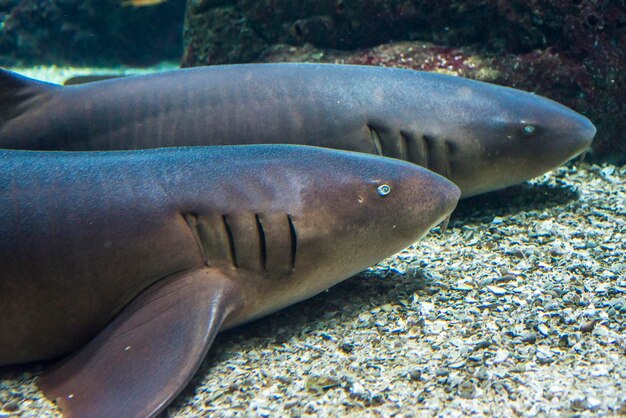 Close-up of fish swimming in water