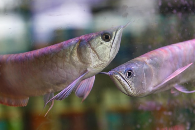 Foto prossimo piano di pesci che nuotano in acqua