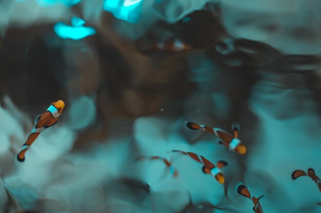 Photo close-up of fish swimming in water