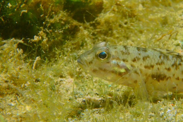 Photo close-up of fish swimming in water