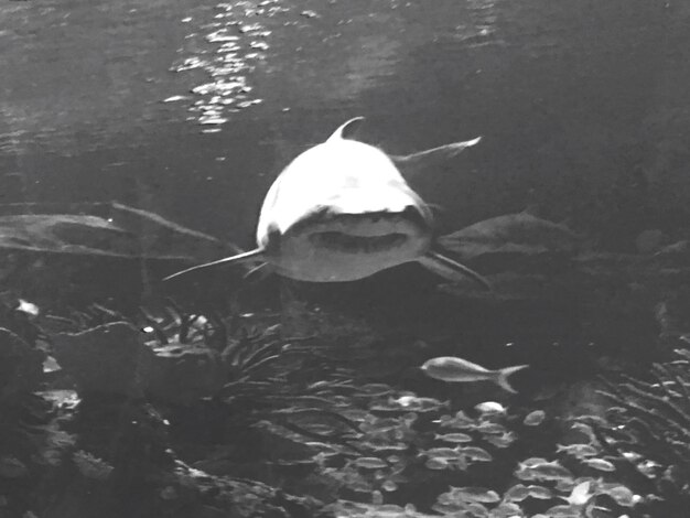 Photo close-up of fish swimming in water