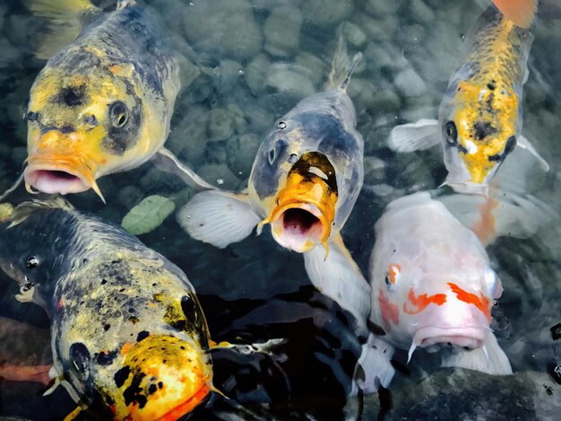 Foto prossimo piano di pesci che nuotano in acqua