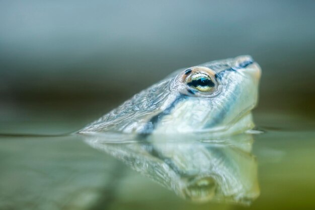 Photo close-up of fish swimming