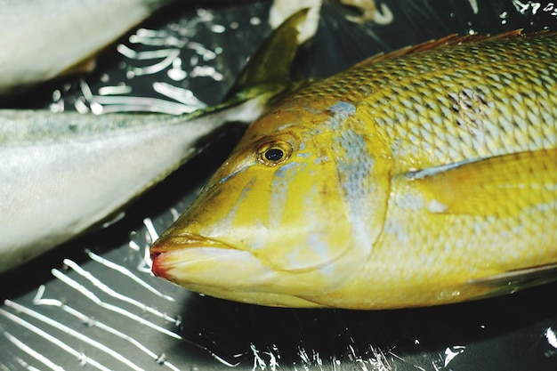 Photo close-up of fish swimming