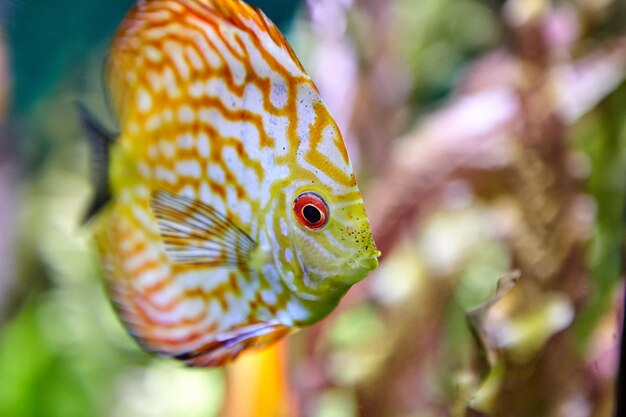 Close-up of fish swimming