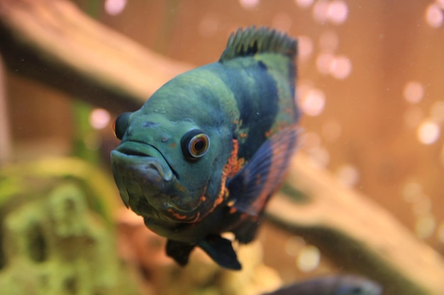 Photo close-up of fish swimming