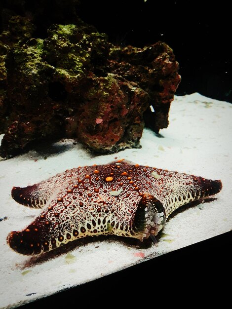 Photo close-up of fish in tank