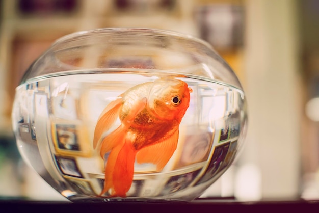 Photo close-up of fish in tank