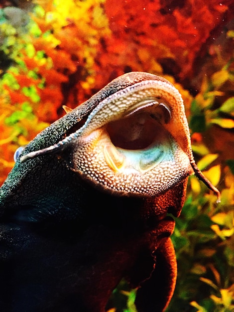 Photo close-up of fish in tank