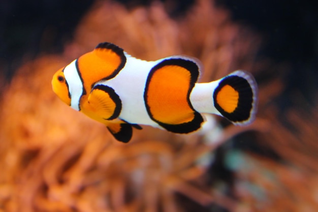 Photo close-up of fish underwater