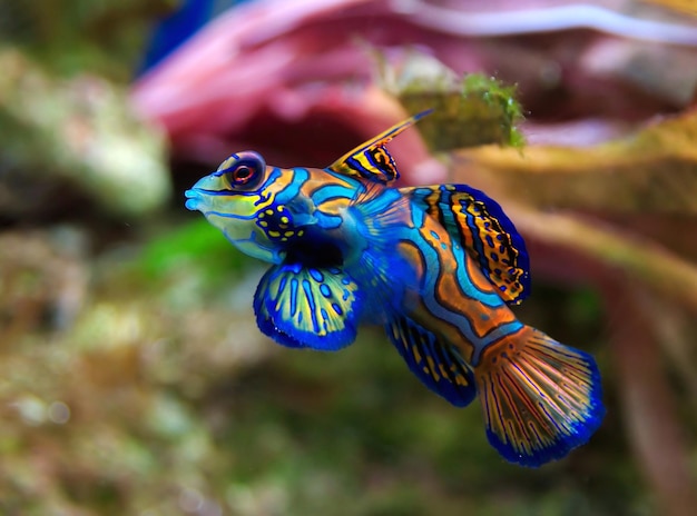 Photo close-up of fish underwater