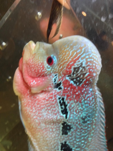 Photo close-up of fish underwater