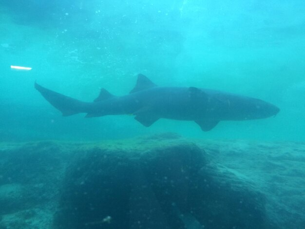 Close-up of fish underwater