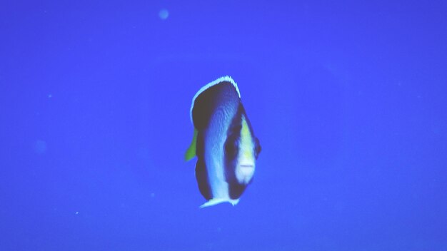 Close-up of fish underwater