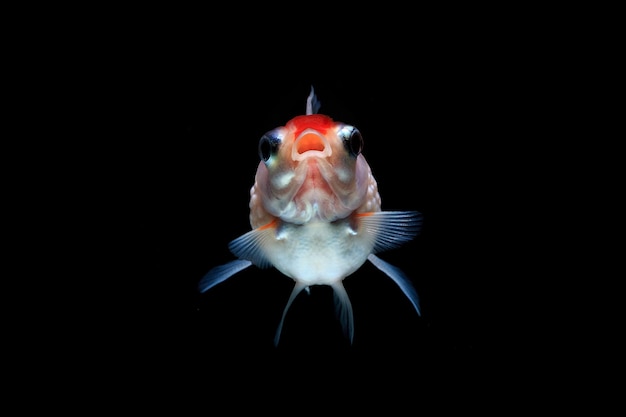 Foto prossimo piano dei pesci sott'acqua