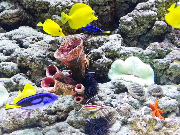 Close-up of fish underwater