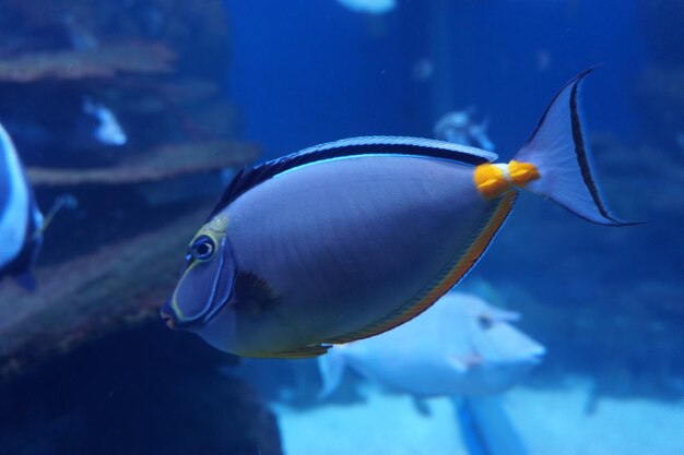 Close-up of fish underwater