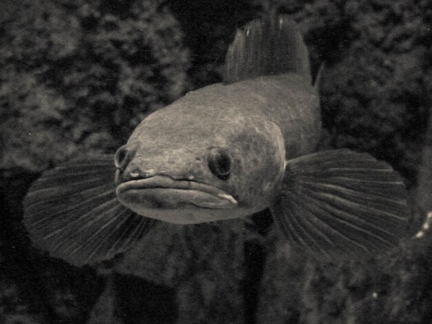 Photo close-up of fish underwater