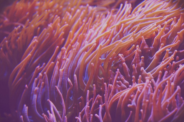 Photo close-up of fish underwater