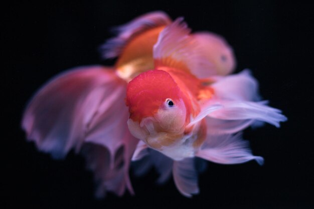 Photo close-up of fish underwater