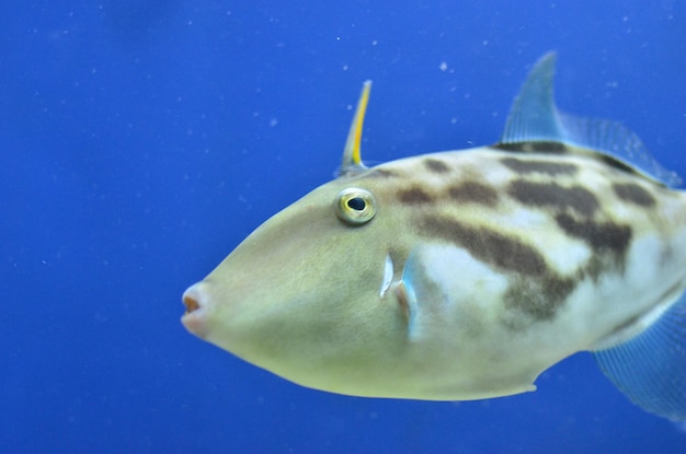 Photo close-up of fish underwater