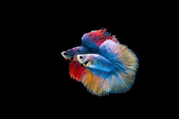 Close-up of fish underwater