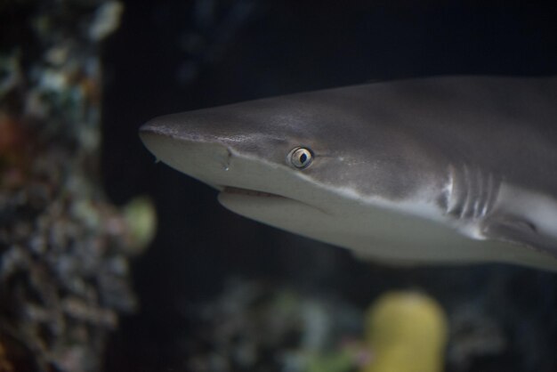 Photo close-up of fish underwater