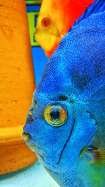 Foto prossimo piano dei pesci sott'acqua