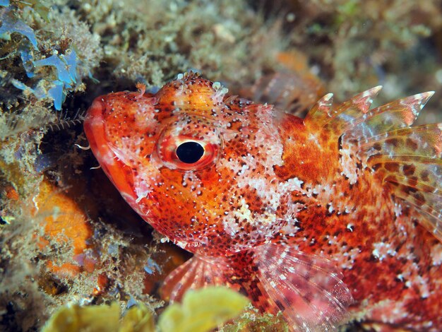 Close-up of fish underwater