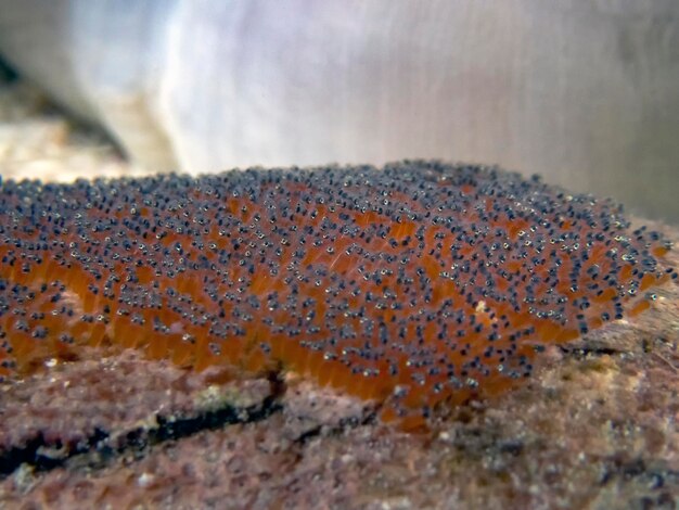 Close-up of fish underwater