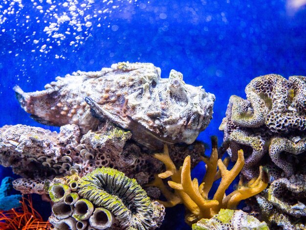 Close-up of fish underwater