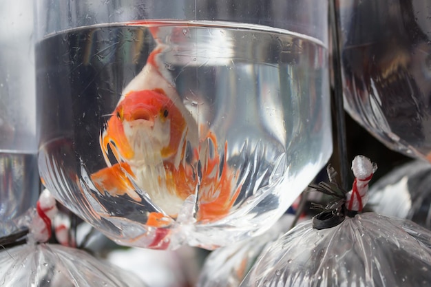 Photo close-up of fish in water