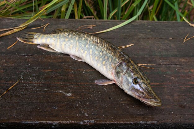 Close-up of fish on wood