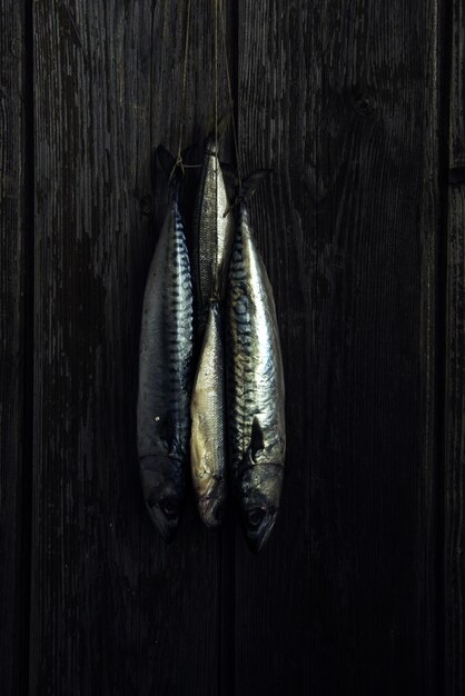 Close-up of fish on wood