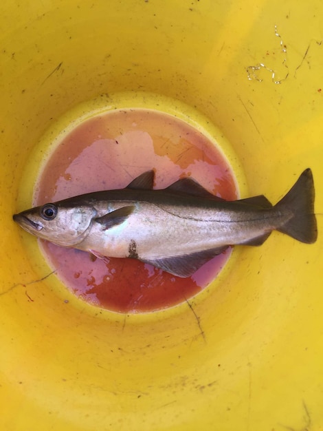 Photo close-up of fish in yellow bucket