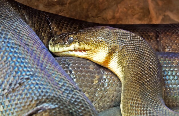 Close-up of fish