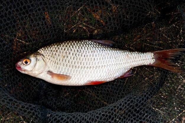 Close-up of fish