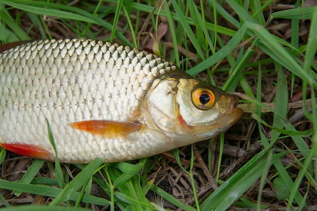 Photo close-up of fish